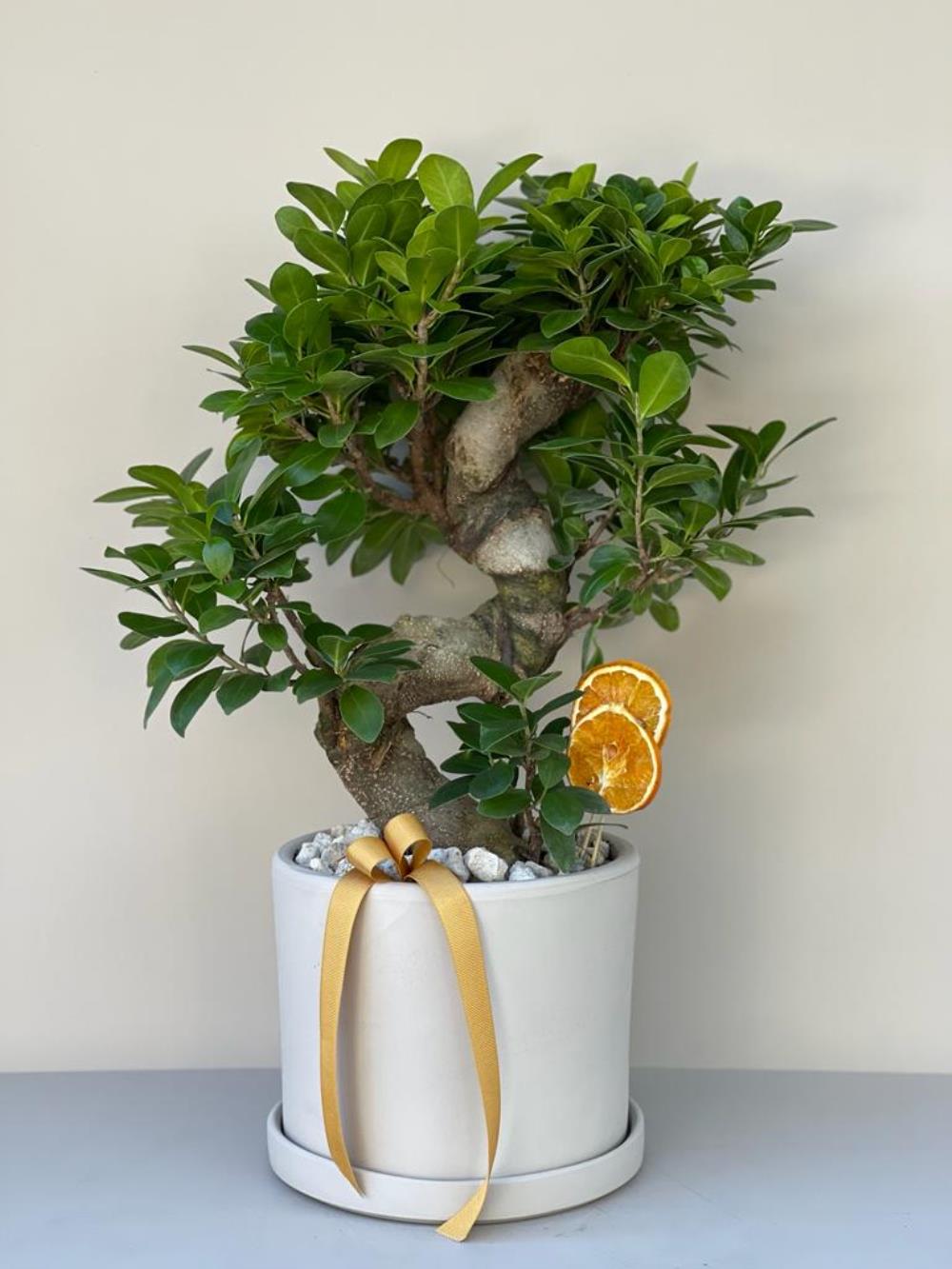 S Ficus Bonsai (Krem Seramik Saksı ) 